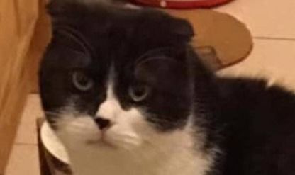 大熊猫为什么稀少,希望你们这些团子自己心里有点数团子好嗨