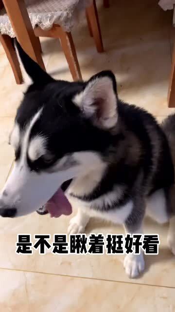 好多人说要养哈士奇我劝你先看完这条视频,再考虑考虑
