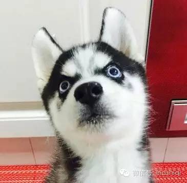 养了哈士奇之后,才发现