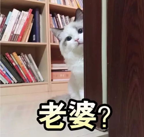 日常吸吸猫表情包