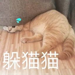 表情包日常吸猫来不及解释了快上车