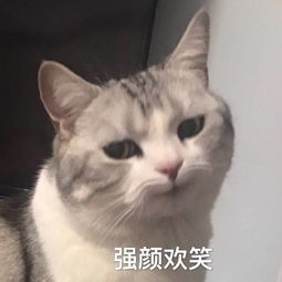 有哪些可爱的猫猫表情包