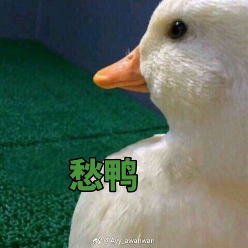 想租房有小可爱有房出租吗