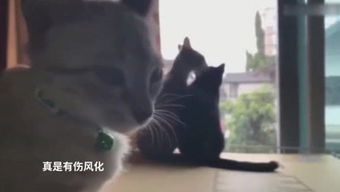 top域名的个人频道