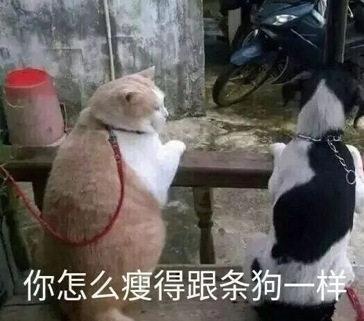 一条小团团表情包大全熊猫