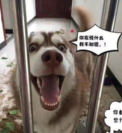 为什么有这么多人喜欢养哈士奇