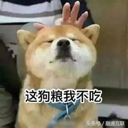 520护身表情包,专属单身狗的复活甲