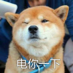 柴犬一集表情图片合集柴犬图片表情包