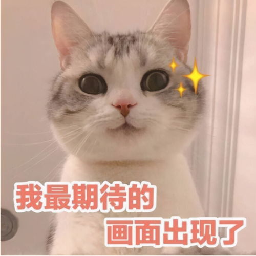 猫咪饲养与照顾攻略大全,简单又实用
