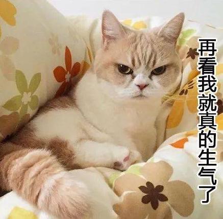 惯猫如杀猫当猫咪出现这些行为,说明已被惯坏