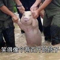 地震猪坚强表情包微信头像图片大全