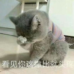 猫主子日常的表情包,萌不到你送小心心