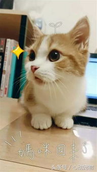 听说主人没有买零食,小猫咪秒变表情