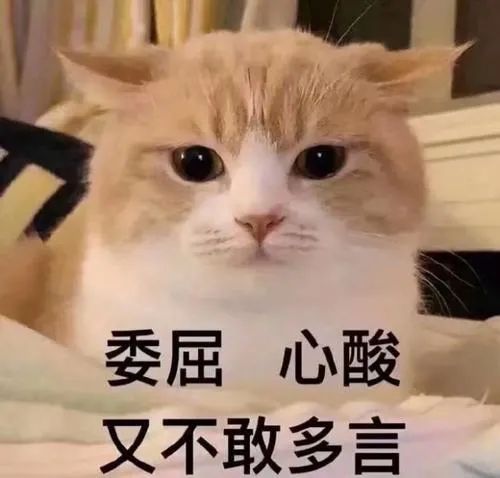 猫咪表情包,好可爱,我心都要化了