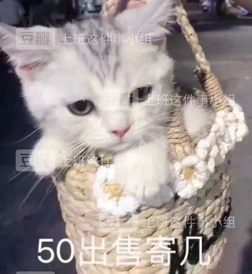 好想你表情包图集野王