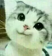 快乐的表情包怎么画猫叫