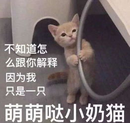养猫后的小怪癖,我赌一包辣条,你每一条都会中