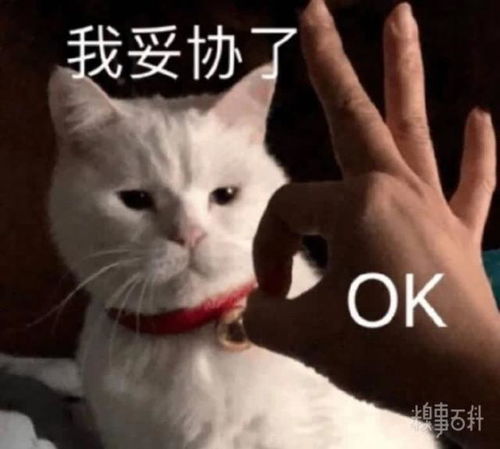 zaker精彩段子