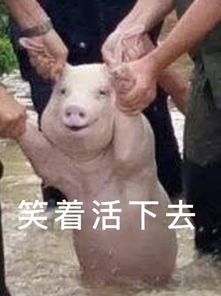 这只新晋表情包网红,火到国外网友都开始了ps大赛