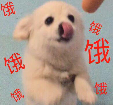 无聊p了一些狗子表情包,狗子是花鸟鱼市场捡到的