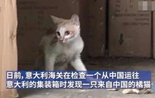 一场说走就走的旅行,却被一只猫做到了