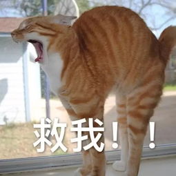 我的嗓子哑了表情包
