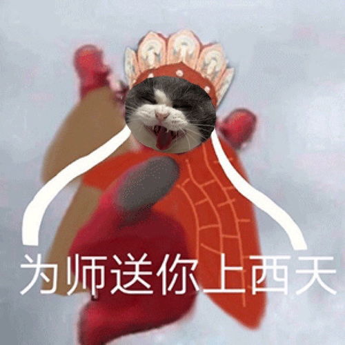 表情包超可爱东土大唐猫咪表情包系列