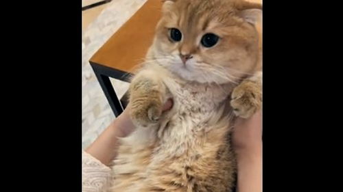 表情猫咪睡了一天,叫它起床看它什么表情表情