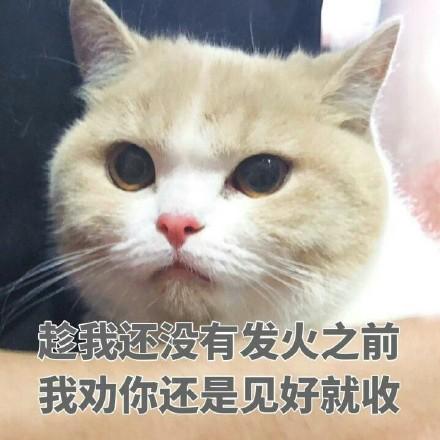 猫咪卖萌表情包看我这么可爱的份上,你就放过我吧