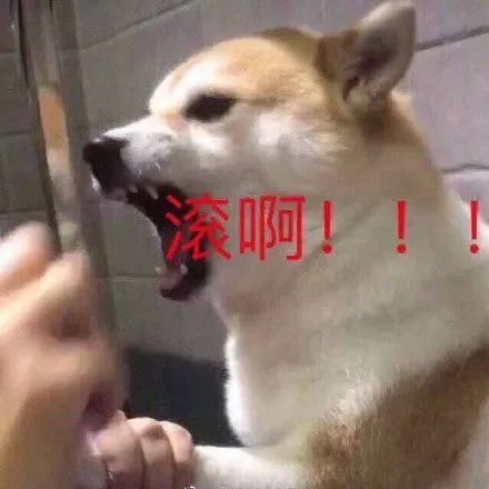 哔哔小子表情包舔狗