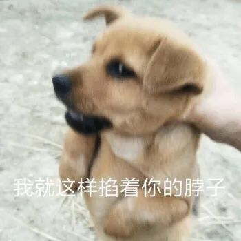 求求别再微信拍一拍了,我快要顶不住了