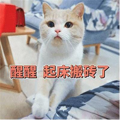 猫咪围观你起床的表情包合集