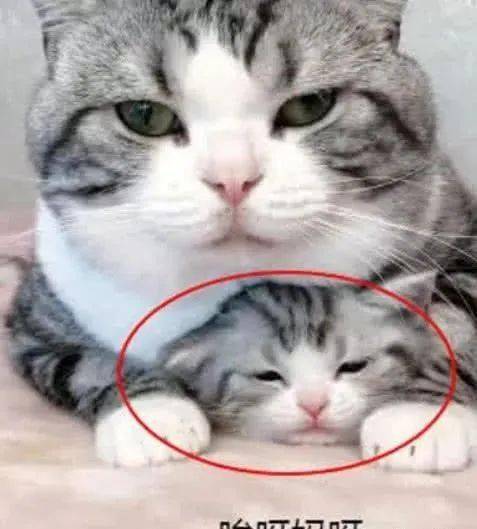 猫咪第一次当爸爸,竟这样对待小猫咪,网友这份父爱太沉重了