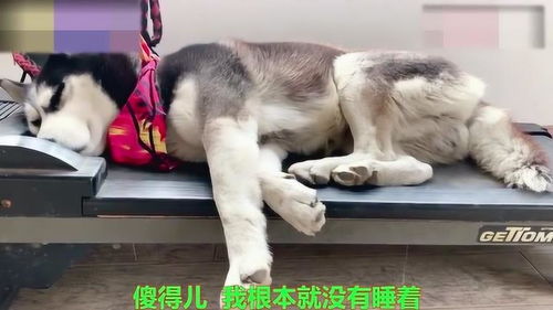 二哈有事好商量,动不动给狗肉店老板打电话干嘛好逗