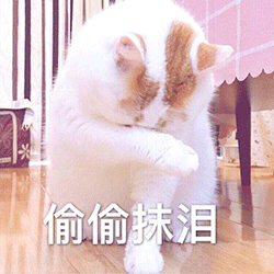 表情包我不过是只瘦小可怜又无助的小猫咪罢了