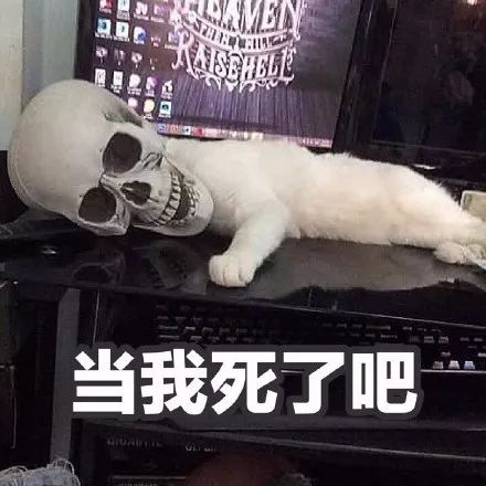 主人买了个骷髅摆件,却被猫当枕头,它睡着后就有了这可怕一幕...