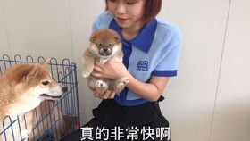柴犬去医院打针,同伴在旁边打气,铲屎官也笑翻了