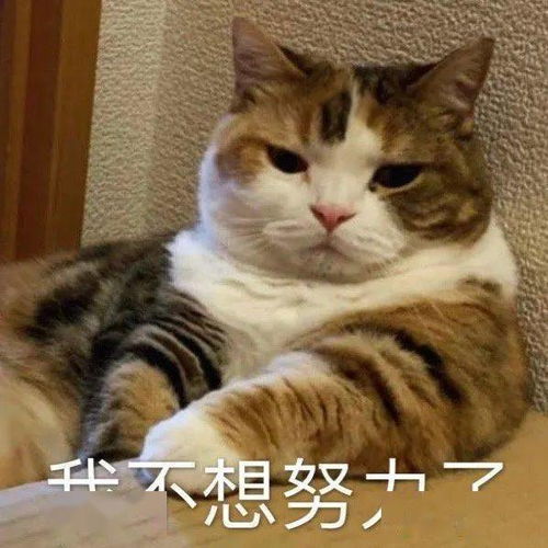 可爱的猫咪表情大全,请收藏备用