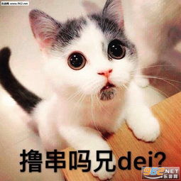 全家人都表示听不懂你在讲啥玩意儿表情包你别是个傻子吧猫咪表情包下载乐游网游戏下载