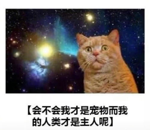 养猫以后手机里多了很多表情包
