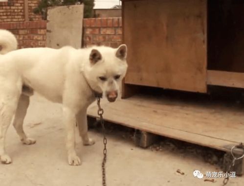 流浪狗妈妈抛弃生病的狗崽,只为让孩子被好心人救治