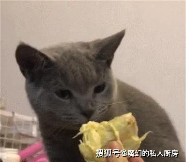主人拿着榴莲享用,猫咪好奇跑来闻了一口,下一秒表情笑抽众人