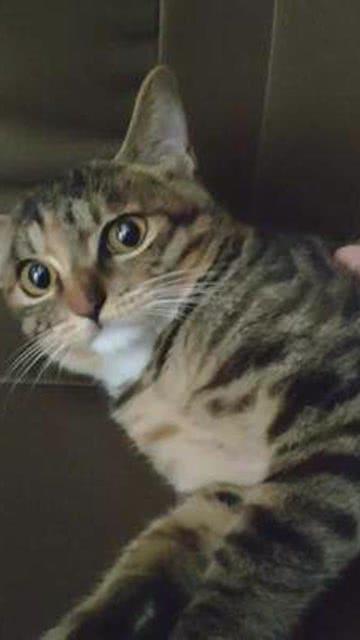 猫咪日常狸花猫