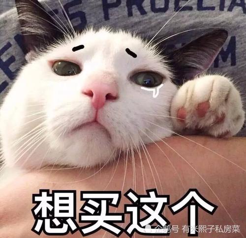 那你养我呀表情包猫咪
