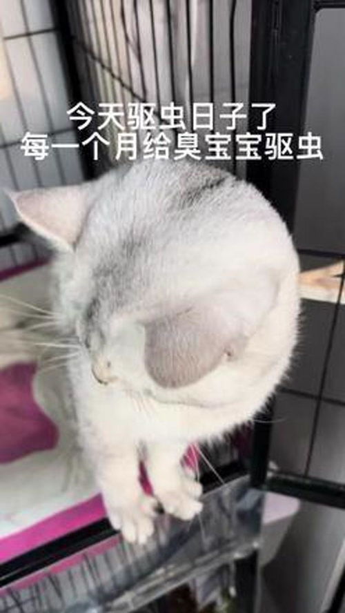 每个月定时驱虫滴剂我家的猫铲屎官的迷惑行为猫咪vlog