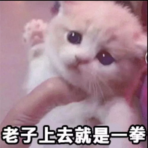 沙雕表情包我小猫咪也绝非善类