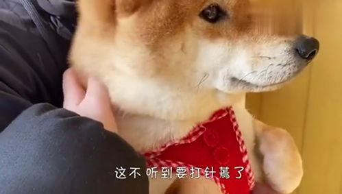 柴犬听到要打针,瞬间吓成了这样,看完差点笑出眼泪