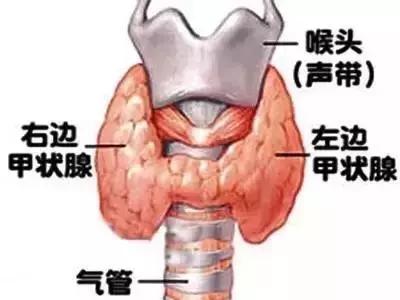 甲状腺疾病应该如何投保