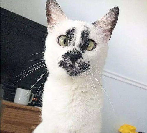 i天使猫猫进
