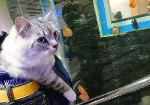 主人背着猫咪逛水族馆,看着满眼的小鱼干,猫咪表情令人捧腹
